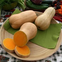 ZUCCA BUTTERNUT LISCIA