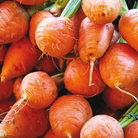 CAROTA TONDA