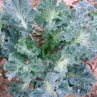 CAVOLO A FOGLIA BROCCOLO BASTARDO RICCIO