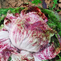 CICORIA VARIEGATA DI LUSIA PRECOCE