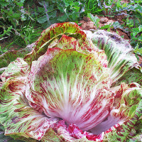 CICORIA VARIEGATA DI LUSIA