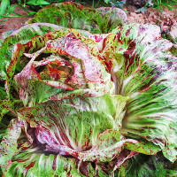 CICORIA VARIEGATA DI LUSIA