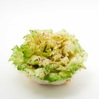 CICORIA VARIEGATA DI CASTELFRANCO