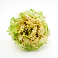 CICORIA VARIEGATA DI CASTELFRANCO