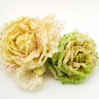 CICORIA VARIEGATA DI CASTELFRANCO