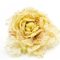 CICORIA VARIEGATA DI CASTELFRANCO