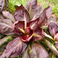 CICORIA ROSA DI GORIZIA O ROSA FRIULANA