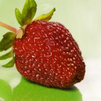 FRAGOLA