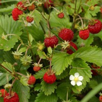 FRAGOLINA DI BOSCO