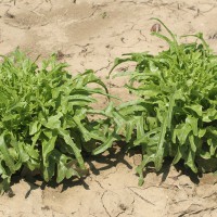 LATTUGA CATALOGNA O BARBA DEI FRATI VERDE