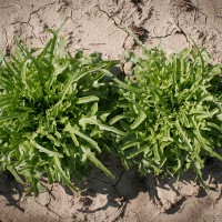 LATTUGA CATALOGNA O BARBA DEI FRATI VERDE