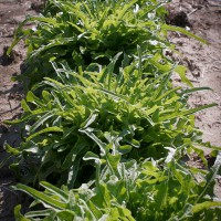 LATTUGA CATALOGNA O BARBA DEI FRATI VERDE