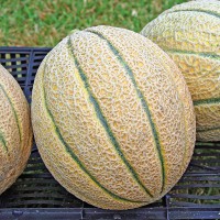 MELONE RETATO PEKO F1