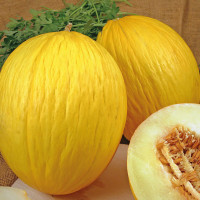 MELONE GIALLO CANARIA