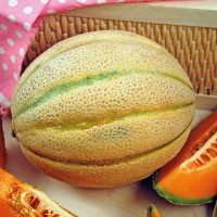 MELONE RETATO CANTALUPO