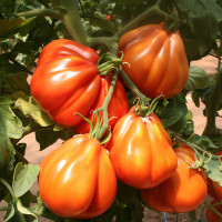 POMODORO CANESTRINO PERA D'ABRUZZO F1