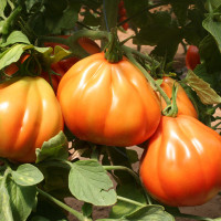 POMODORO CANESTRINO PERA D'ABRUZZO F1