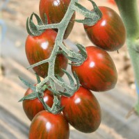 POMODORO DATTERINO TIGRATO