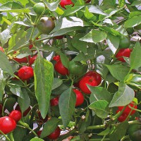 PEPERONCINO CALABRESE TONDO