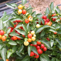 PEPERONCINO MULTICOLORE CHIARA