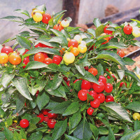 PEPERONCINO MULTICOLORE CHIARA