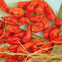 PEPERONCINO NAGA MORICH