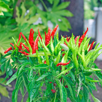 PEPERONCINO A MEZZETTI