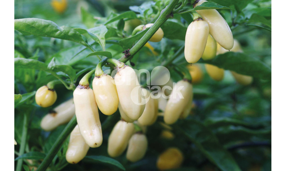 PEPERONCINO HABANERO WHITE