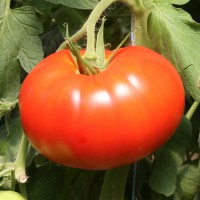 POMODORO TONDO GIGANTE