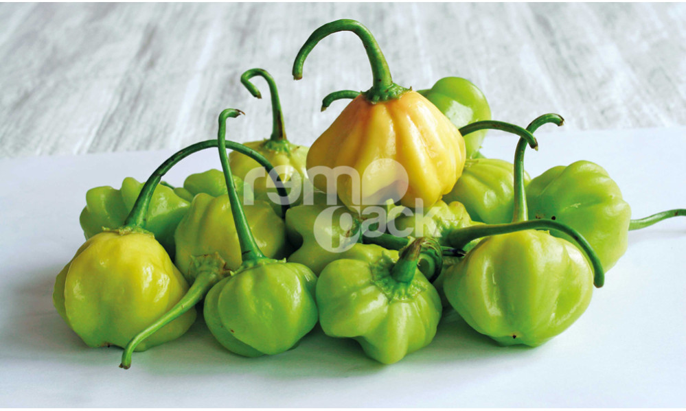 PEPERONCINO LANTERNA O CAPPELLO DEL VESCOVO