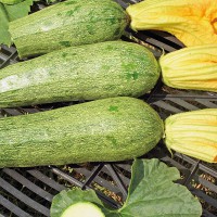 ZUCCHINO LUNGO CHIARO F1