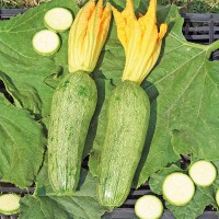 ZUCCHINO LUNGO CHIARO F1