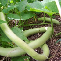 ZUCCA SERPENTE DI SICILIA