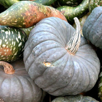 ZUCCA TIPO PIACENTINA