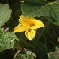 ZUCCHINO DA FIORE