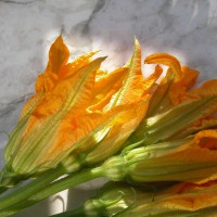 ZUCCHINO DA FIORE