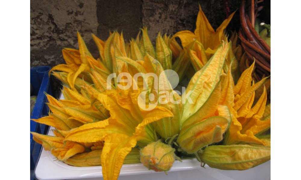 ZUCCHINO DA FIORE