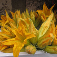 ZUCCHINO DA FIORE