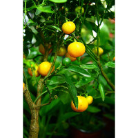 CALAMONDINO