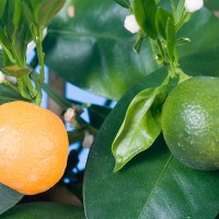 CALAMONDINO