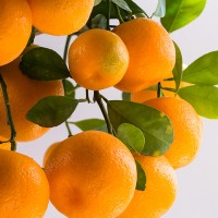 CALAMONDINO