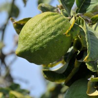 CEDRO