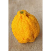 CEDRO