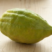 CEDRO