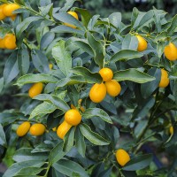 KUMQUAT