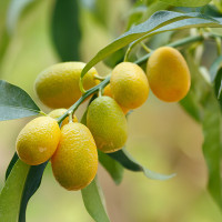 KUMQUAT