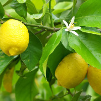 LIMONE