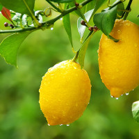 LIMONE