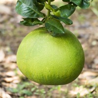 POMELO