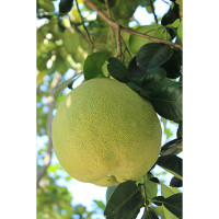 POMELO